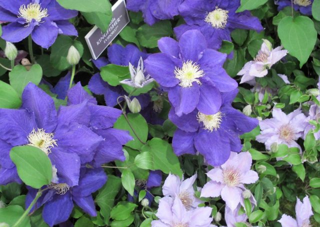 Clematis: colorate&robuste