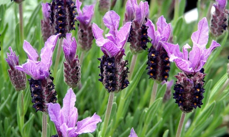 Lavanda: tante varietà e trucchi per coltivarla