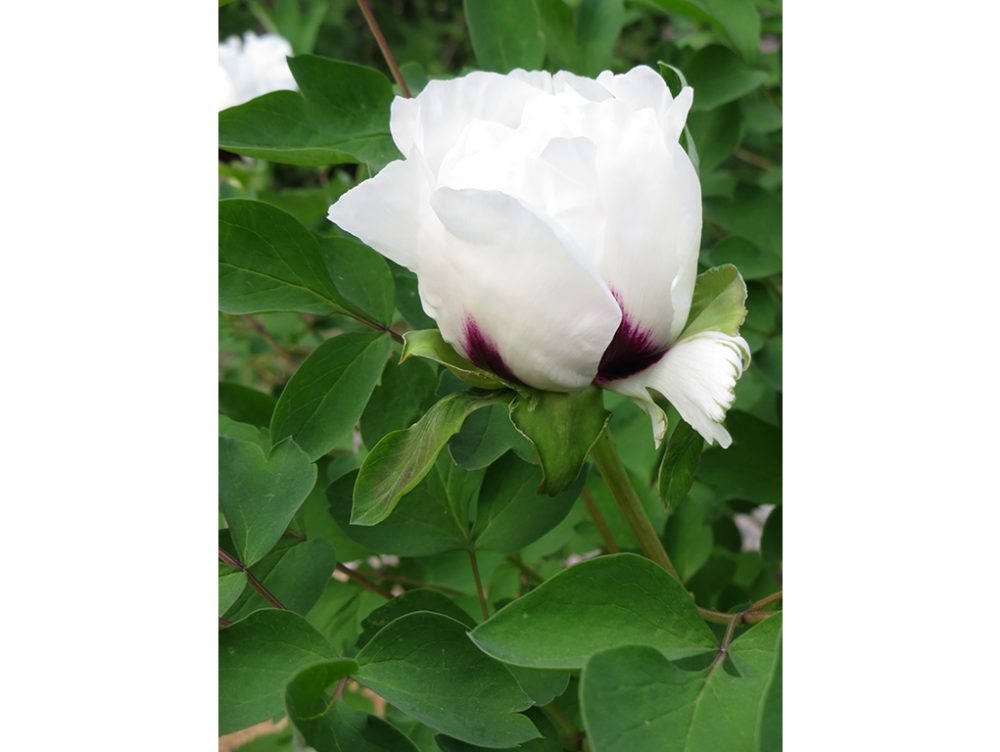 Coltivare le Peonie, fiori degli dei