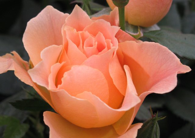 Coltivare le rose sul terrazzo o in giardino