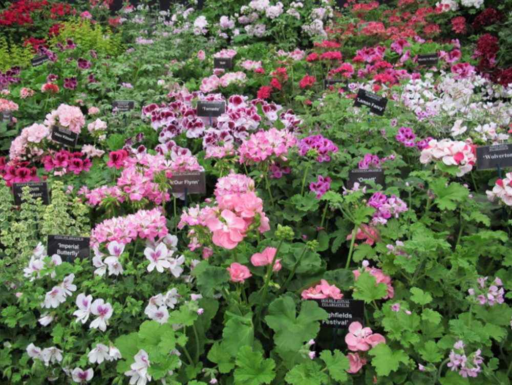 Coltiva i tuoi gerani con successo