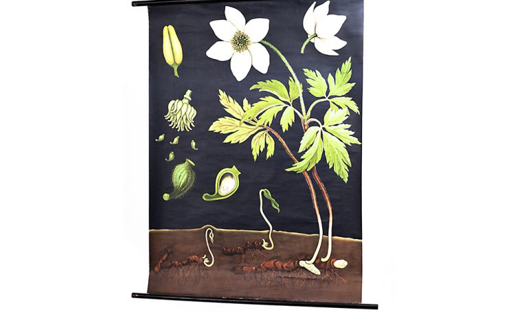 Décor con soggetti botanici