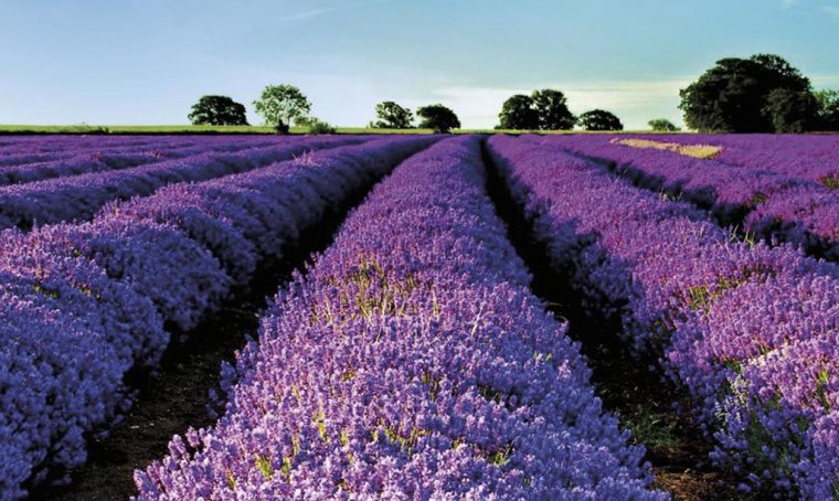Come coltivare la lavanda
