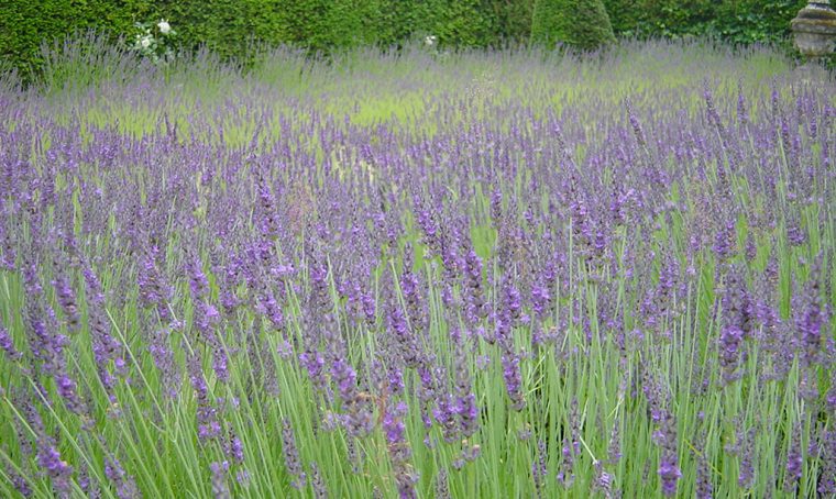 Come coltivare (e poi essiccare) la lavanda