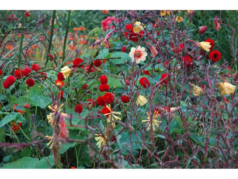 Fiori facili da coltivare: la Dahlia da balcone