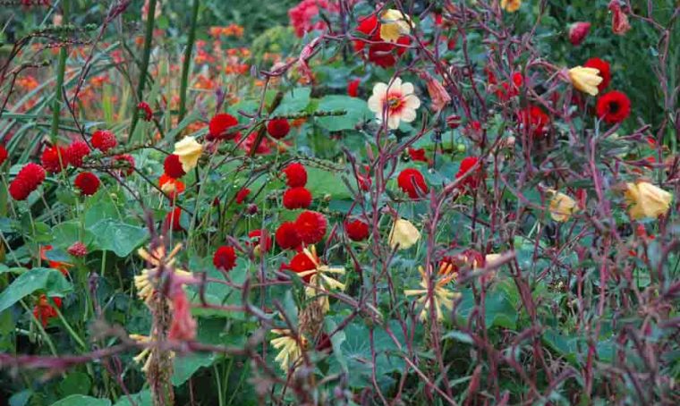 Fiori facili da coltivare: la Dahlia da balcone