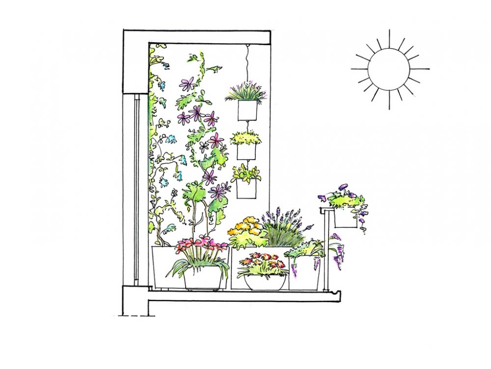 22 piante per riparare un terrazzo in pieno sole