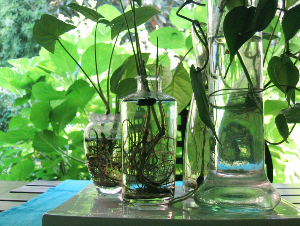 Giardinaggio, lavori d'estate: moltiplicare le piante in idrocoltura