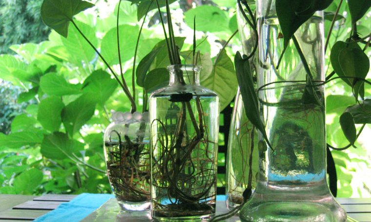 Giardinaggio, lavori d'estate: moltiplicare le piante in idrocoltura