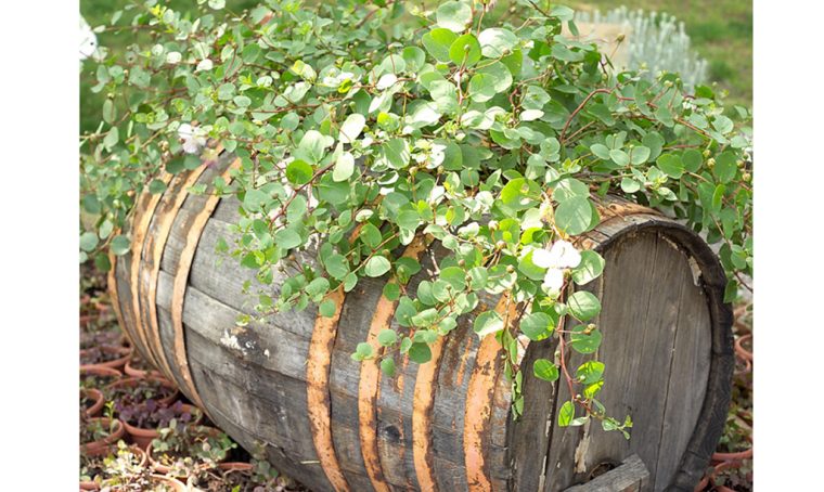 Coltiva i capperi: crescono anche in vaso!