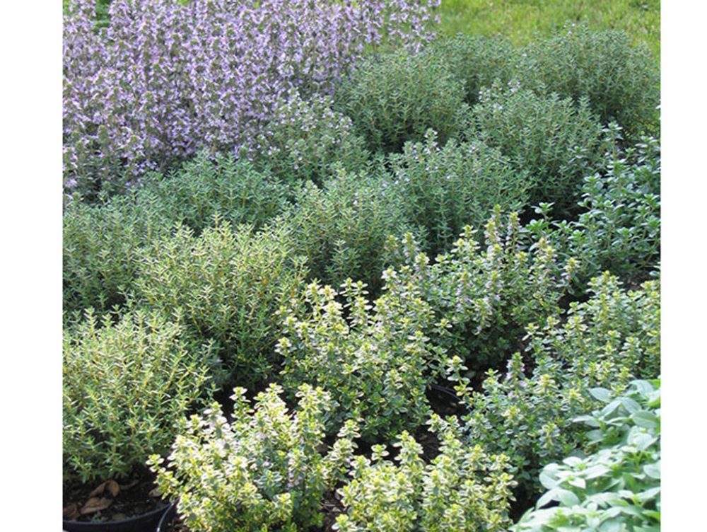 Come usare le erbe aromatiche