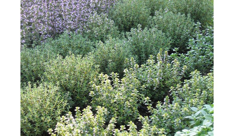 Come usare le erbe aromatiche