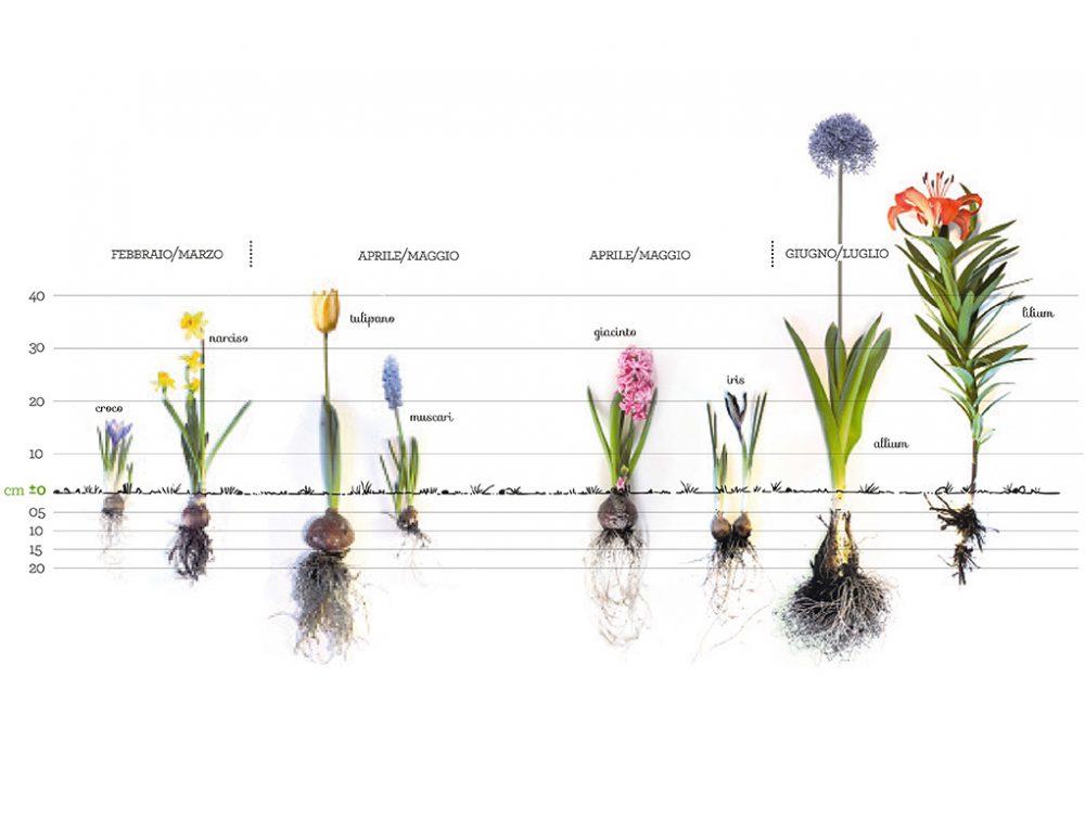 Bulbi d'autunno: come piantarli adesso per avere fiori a primavera