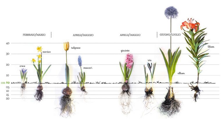 Bulbi d'autunno: come piantarli adesso per avere fiori a primavera