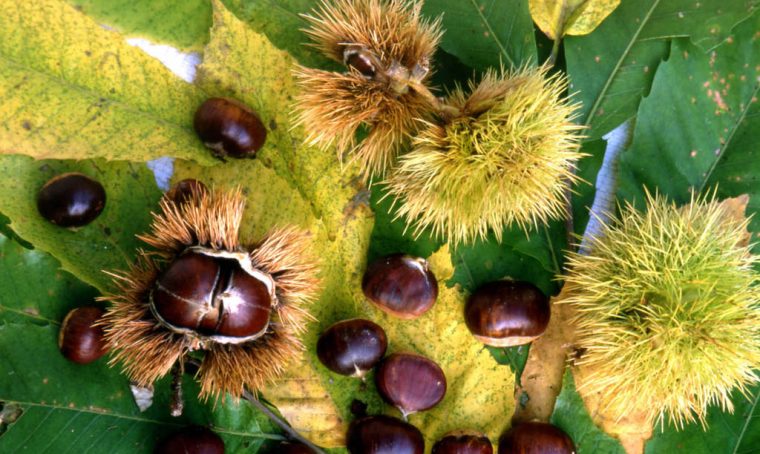 Castagne: dove raccoglierle, come conservarle