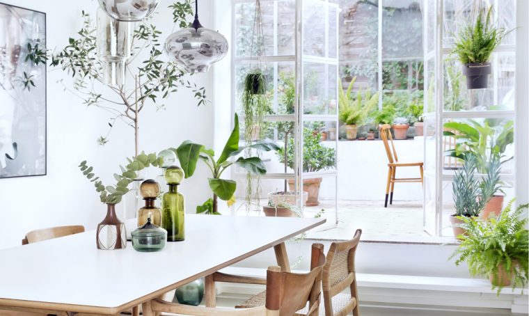 Piante da appartamento: come creare un giardino d'inverno