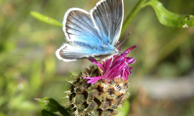 Quello che le piante non dicono: una mostra botanica da vedere