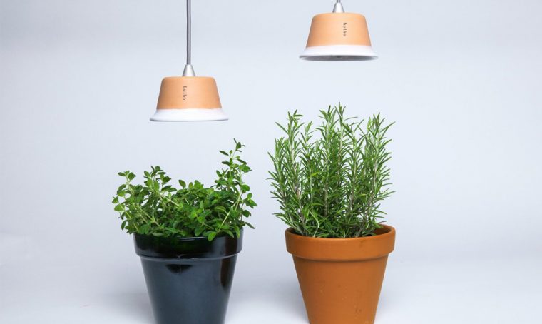 Come coltivare le piante con poca luce in casa