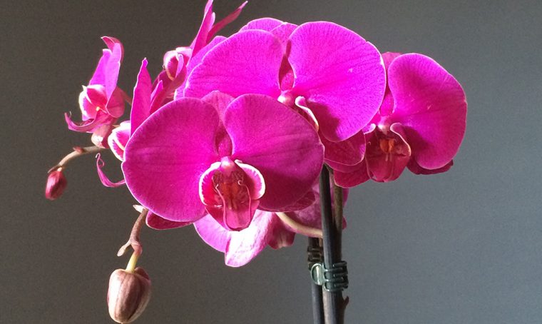 5 consigli per avere orchidee bellissime
