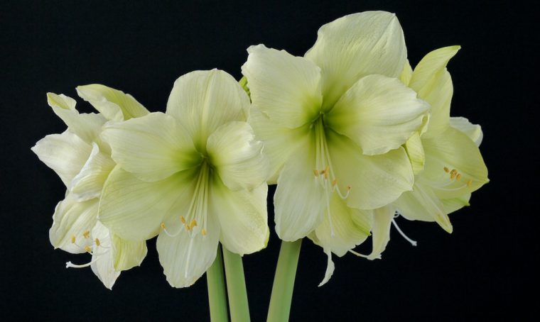 Amaryllis da coltivare e regalare