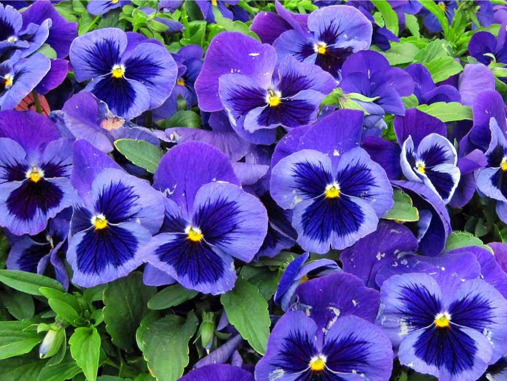 Pansè: fiori invernali