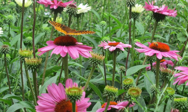 Come coltivare l'Echinacea 