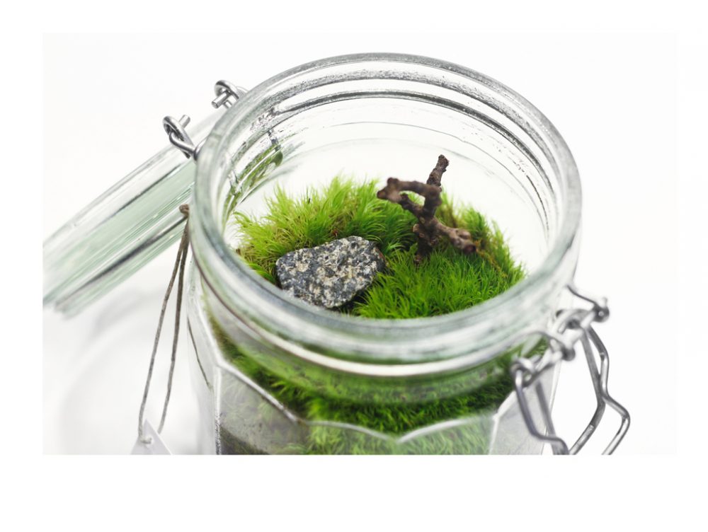 Come fare un terrario