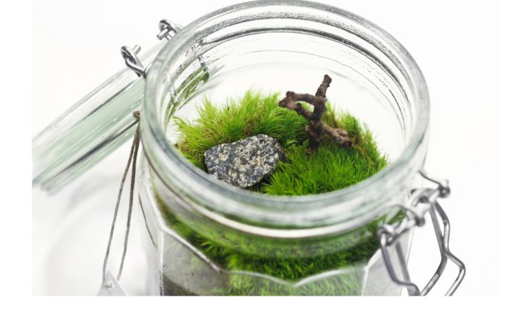 Come fare un terrario