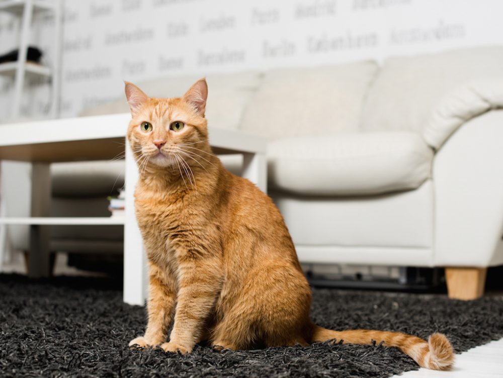 Come organizzare la casa a misura di gatto