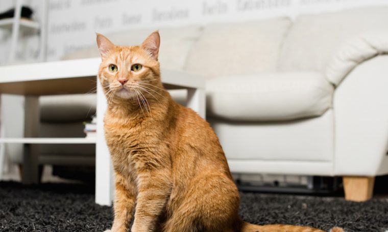Come organizzare la casa a misura di gatto