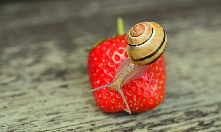 Come allontanare le lumache dal giardino