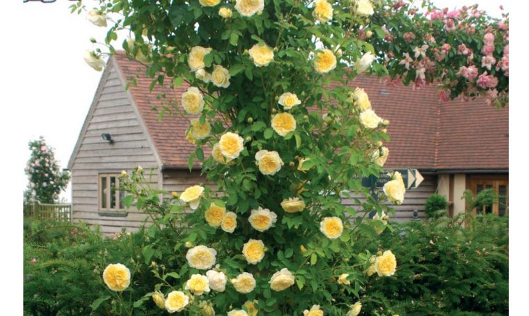 Rose rampicanti