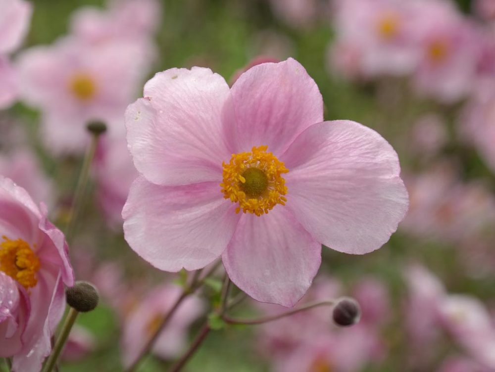 Fiori nei colori Pantone 2016