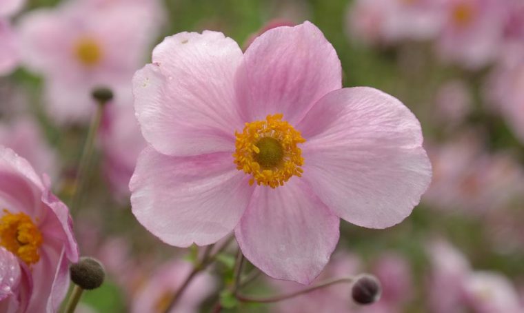 Fiori nei colori Pantone 2016