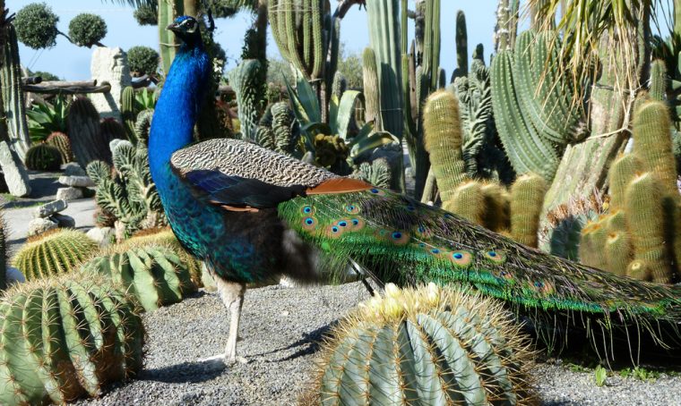 Piante grasse? Tour nei giardini esotici!