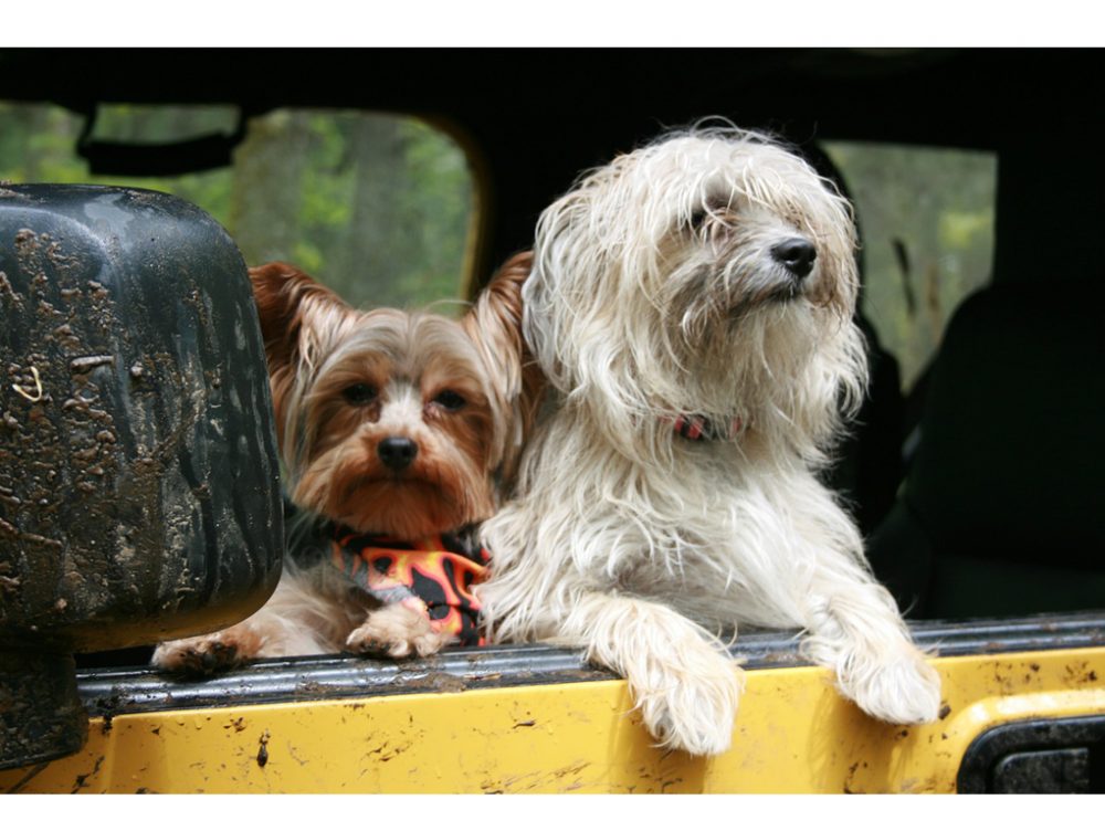 Animali in viaggio: consigli utili