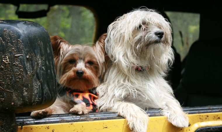 Animali in viaggio: consigli utili