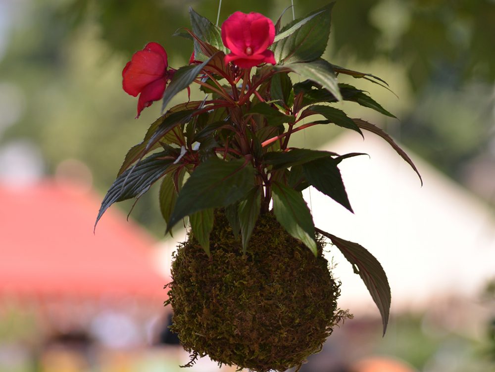 Cosa sono i kokedama e come si fanno