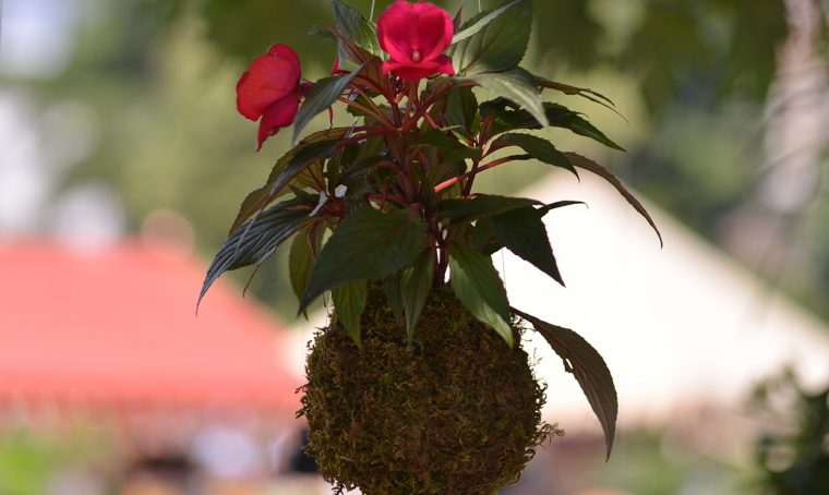 Cosa sono i kokedama e come si fanno
