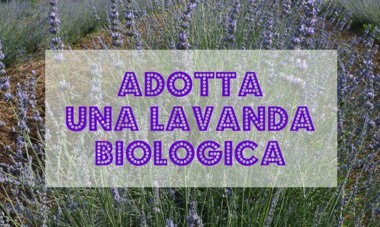 Adotta una lavanda biologica!