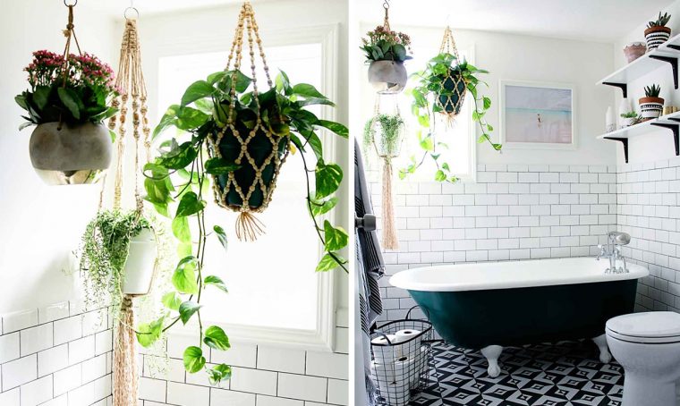 Piante da appartamento perfette anche in bagno