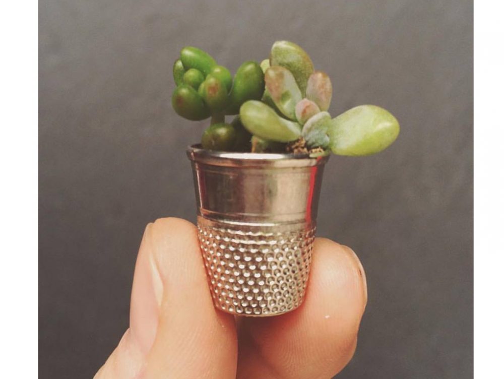 Crassule: i mini giardini di piante in miniatura!