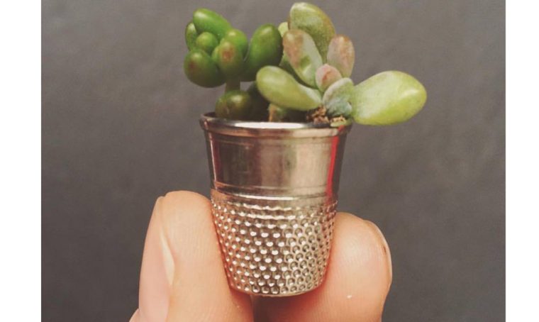 Crassule: i mini giardini di piante in miniatura!