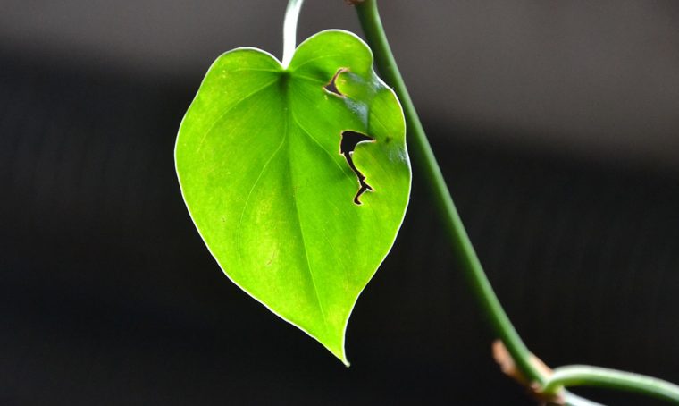 Come rianimare le piante quando fa troppo caldo
