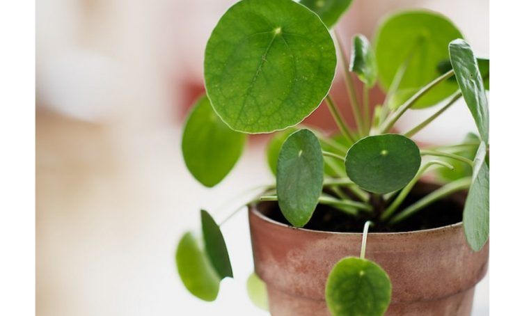 Scopri la Pilea Peperomoides, la pianta che fa impazzire Pinterest