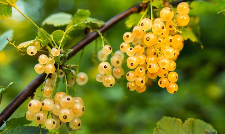 Giardinaggio: 12 eventi e mostre autunnali