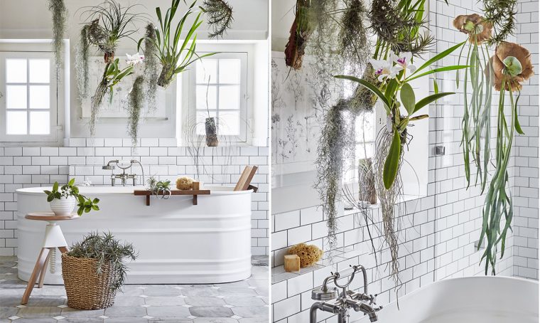 Le piante da mettere in bagno: tillandsie e orchidee