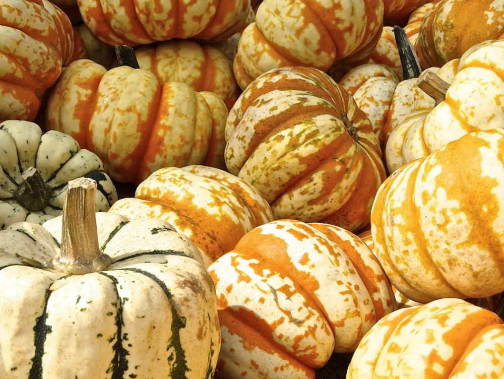 Zucche decorative: come farle seccare e conservarle