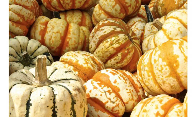 Zucche decorative: come farle seccare e conservarle