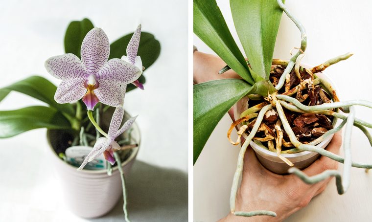 Orchidee: come curarle e coltivarle al meglio